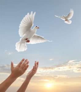 hands releasing birds and they fly free