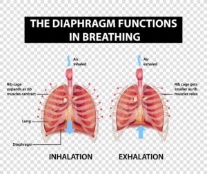 image of lungs and diaphram